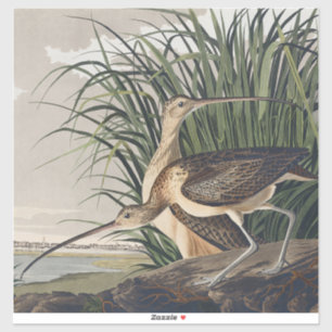 Adesivo Arte de Ave Vintage Audubon Maçarico-grande
