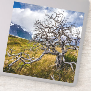 Adesivo Árvore queimada, Torres del Paine, Chile