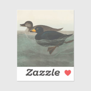 Adesivo Audubon American Scoter Duck Classic