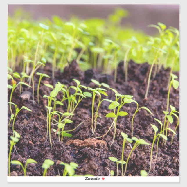 Adesivo Aveia (Folha)