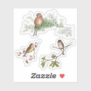 Adesivo Aves Vintage