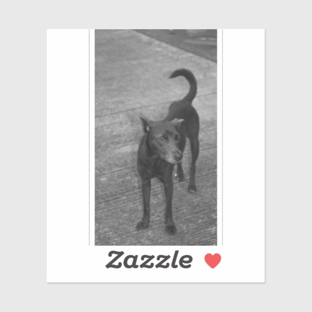 Adesivo B&W - Aspin (Folha)