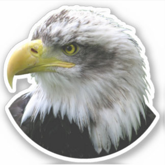 Adesivo Bald Eagle