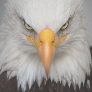 Adesivo Bald Eagle