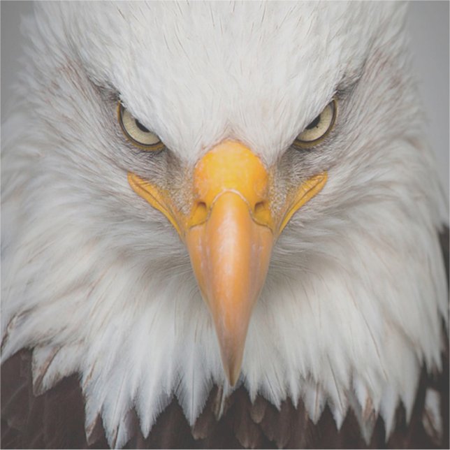 Adesivo Bald Eagle (Frente)