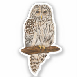 Adesivo Barred Owl