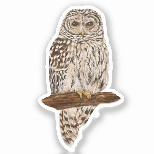 Adesivo Barred Owl (Frente)