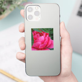 Adesivo Bashful Pink Peony