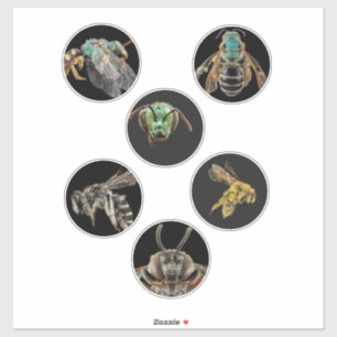 Adesivo Bee Magnified Picts fotografias insetos insetos ab