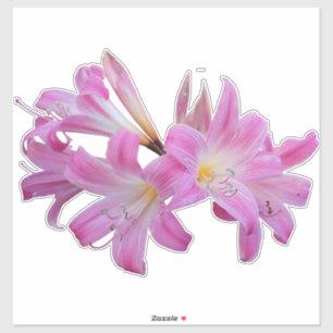 Adesivo Belladonna Lily Jersey Flower