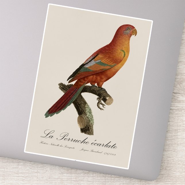 Adesivo Berlato de Perruche (Red Lory or Eos Bornea, Trichoglossus borneus. Sticker)