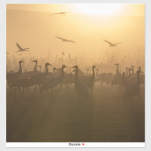 Adesivo Bird Flock of Cranes no lago Agamon HaHula, Israel