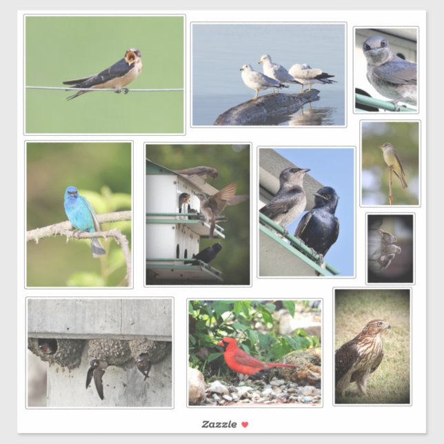 Adesivo Bird Love (Folha)