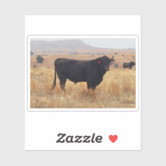 Adesivo Black Angus Steer Grazing com sua manada
