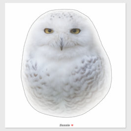 Adesivo Bonita, Dreamy e Serene Snowy Owl