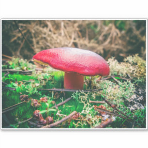 Adesivo Bonito cogumelo selvagem em um campo de outono