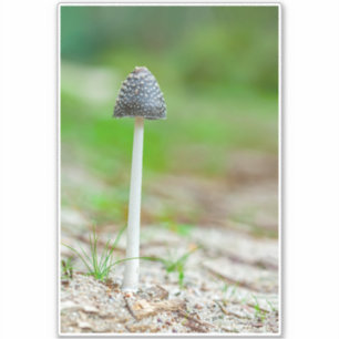 Adesivo Bonito cogumelo selvagem em um campo de outono