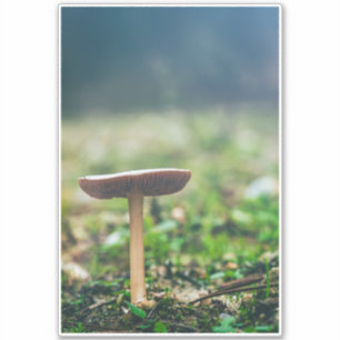 Adesivo Bonito cogumelo selvagem em um campo de outono