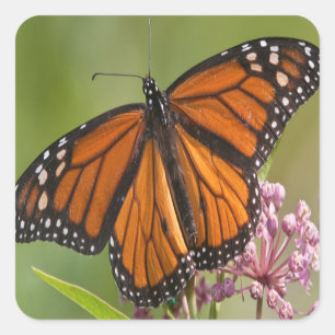 Adesivo Borboleta-monarca macho em Asclepias incarnata