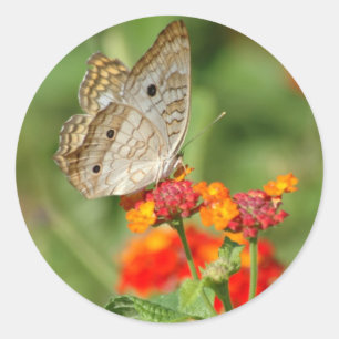 Adesivo branco de borboleta de pavão