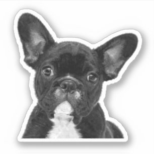 Adesivo Buldog Francês Negro e Branco