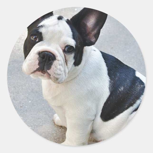 Adesivo buldogue francês sentado (Frente)