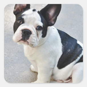 Adesivo buldogue francês sentado