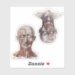 Adesivo Cabeças humanas da ciência da anatomia do vintag