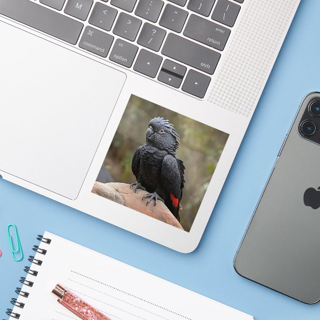 Adesivo cacatua-preta (Notebook com iPhone)