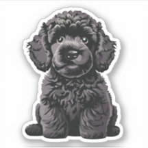 Cachorro Cachorro Cachorro Labradoodle Vinheta