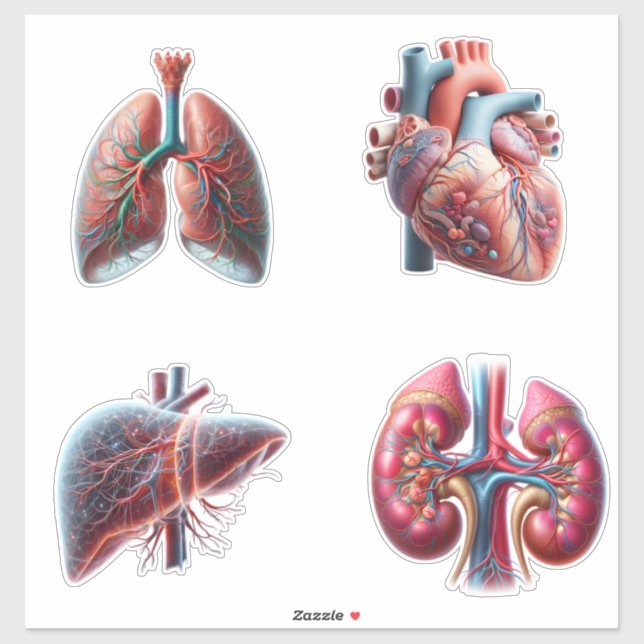 Adesivo Cartuchos para embalagens de 4 órgãos humanos (Folha)