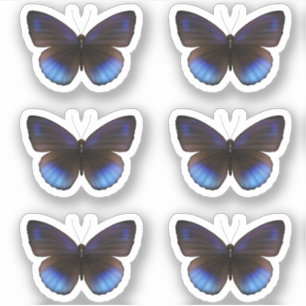 Adesivo Casamento com o Sticker Blue e Black Butterfly