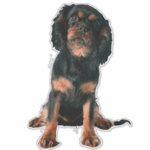 Adesivo Cavalier King Charles Spaniel Puppy Dog