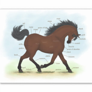 Adesivo Cavalo De Baía Com Gráfico De Anatomia Equestre