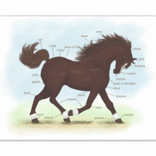 Adesivo Cavalo Marrom com Meias e Gráfico de Anatomia Azu