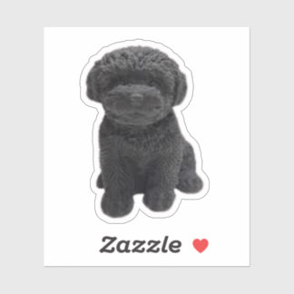 Adesivo Cavapoo Cavoodle Cockerpoo Cãozinho preto
