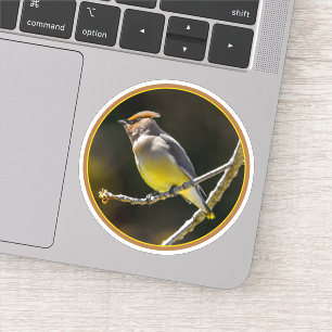 Adesivo Cedar Waxwing Songbird Original Foto de Pássaro Se