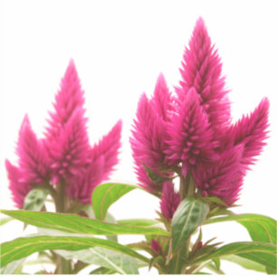 Adesivo Celosia argentea