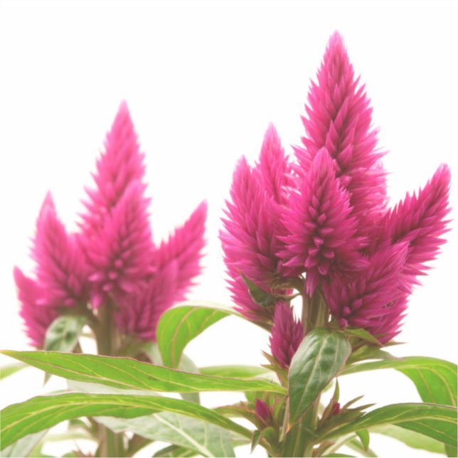 Adesivo Celosia argentea (Frente)