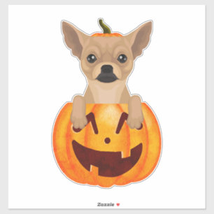 Adesivo Chihuahua Pumpkin Sticker
