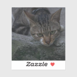 Adesivo Cinza Cat
