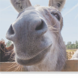 Adesivo Cinzas Cômicas Sorrindo Donkey