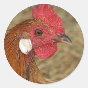 Adesivo clássico redondo da Phoenix Rooster