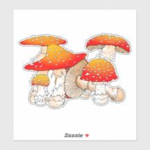 Cogumelos vermelhos e laranja