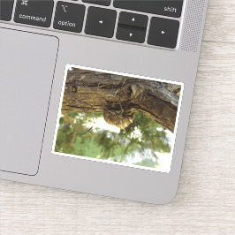 Adesivo Concha de Cicada. Estava com pressa.