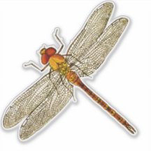 Contorno de Dragonfly Laranja