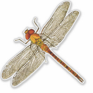Adesivo Contorno do Dragonfly Laranja
