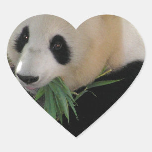Adesivo Coração Abraços de Urso Panda