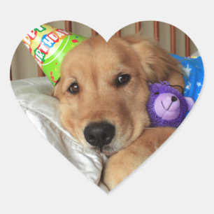 Adesivo Coração Aniversário do golden retriever