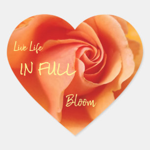 Adesivo Coração Apricot Peach Rosa Flower Close (Fechar foto)